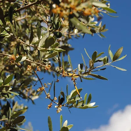 Farmház Il Rifugio Galugnano