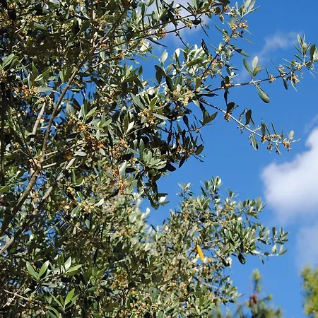 Farmház Il Rifugio *